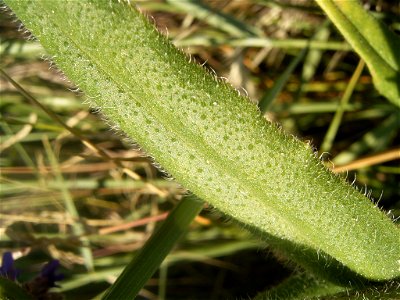 This photo shows a leaf of anchusa officinalis