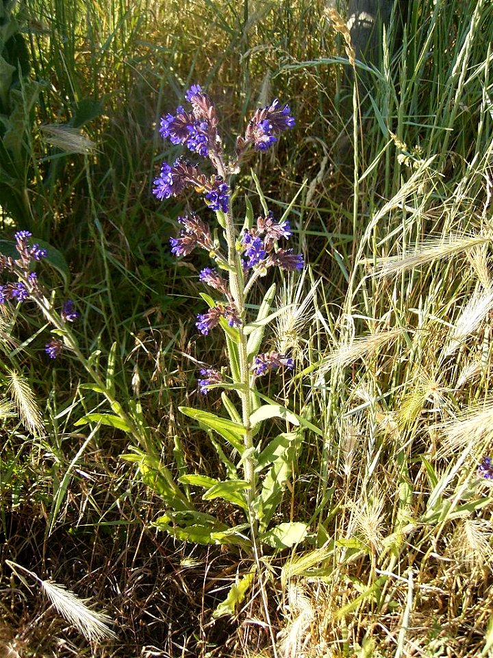 This photo shows a flowerhead of anchusa officinalis