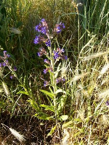 This photo shows a flowerhead of anchusa officinalis