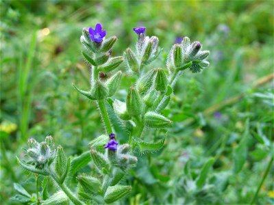 Anchusa officinalis, photo taken in  Sweden