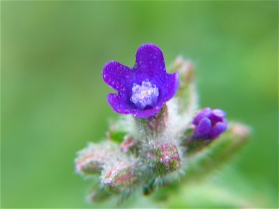 Anchusa officinalis, photo taken in  Sweden