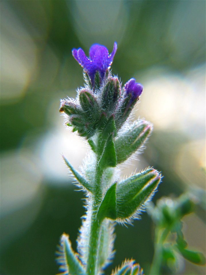 Anchusa officinalis, photo taken in  Sweden