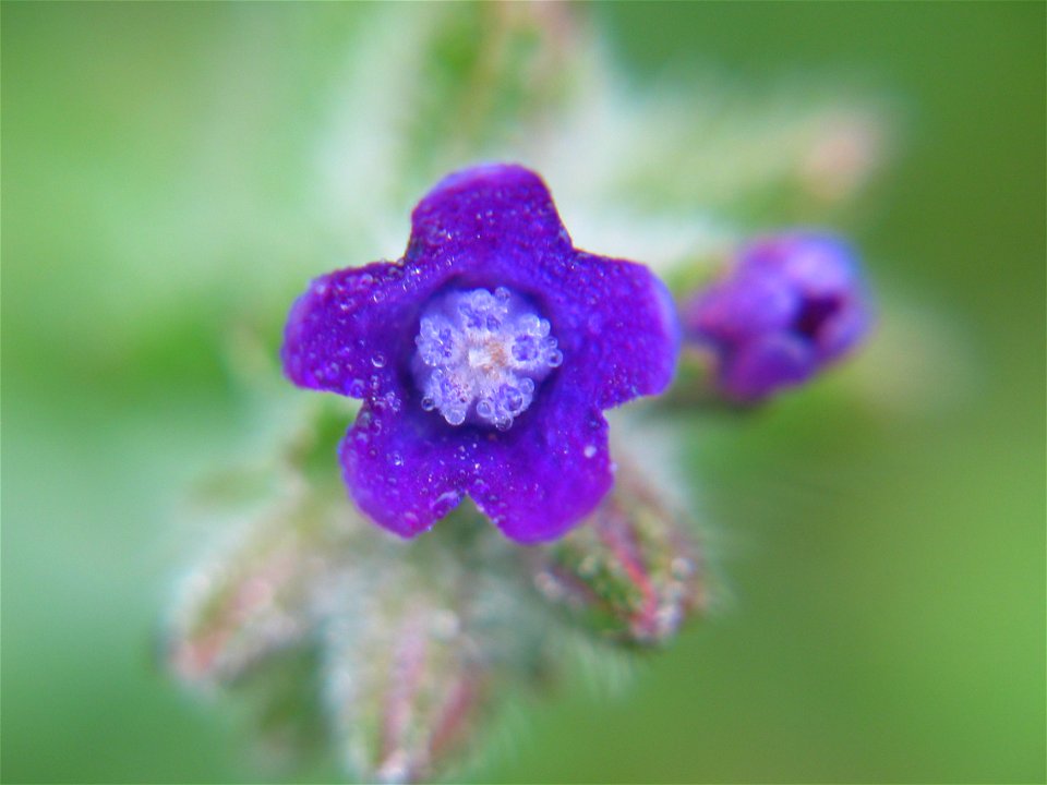 Anchusa officinalis, photo taken in  Sweden