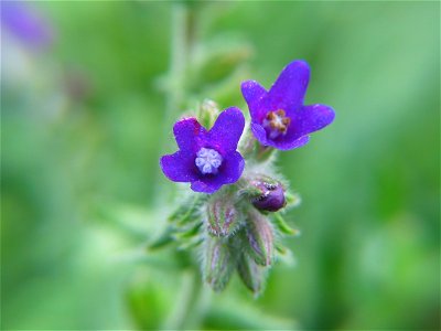 Anchusa officinalis, photo taken in  Sweden