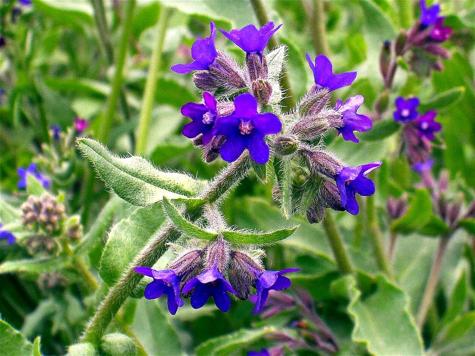 Anchusa officinalis
