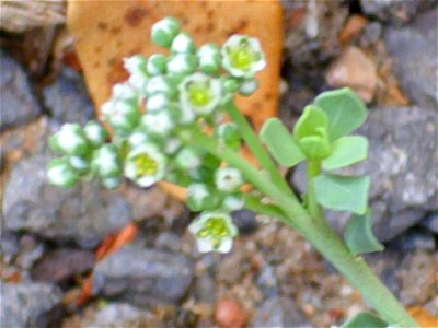 Heliotropium curassavicum leaves closeup, Sierra Madrona, Spain