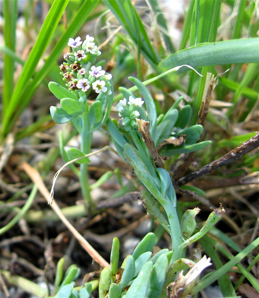 Heliotropium curassavicum var curassavicum, weedy coastal banks near limestone quarry, at Bahia Honda Key, Florida.