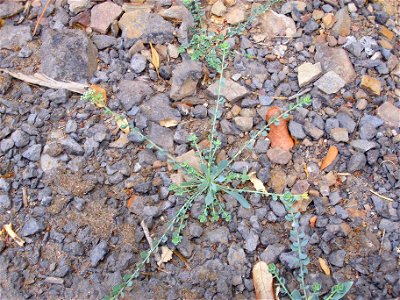 Heliotropium curassavicum habit, Sierra Madrona, Spain