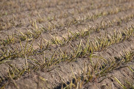 Autumn field arable farming
