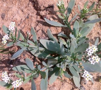 சிறுதேள் கொடுக்கு Botanical name - Heliotropium curassavicum Common name - Seaside heliotrope Plant decoction is medicine for Venereal Diseases . S.Soundarapandian (talk) 08:09, 13 September 2016 ( photo