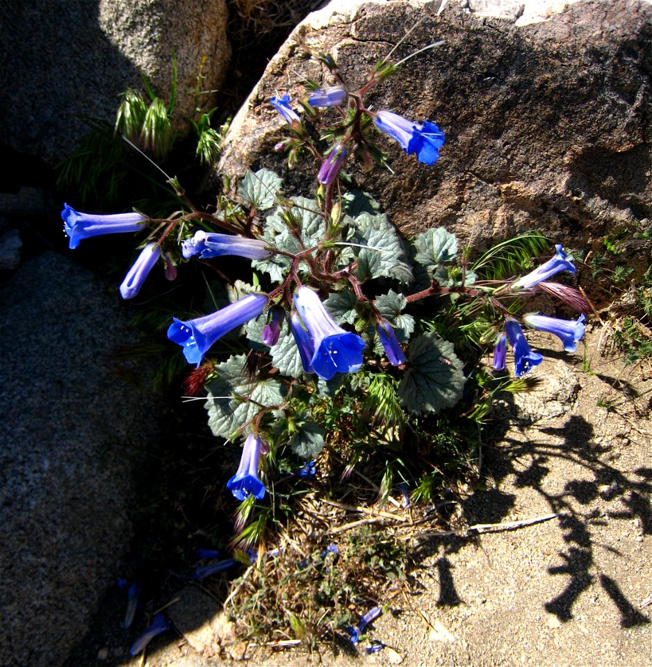 California bluebell, Phacelia campanularia ssp. vasiformis, photographed at Joshua Tree National Park, CA, USA.