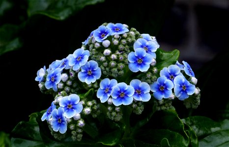 With their thick, glossy leaves and spectacular blue flowers, Chatham Island forget-me-nots (Myosotidium hortensia) are one of the most attractive of New Zealand’s herbaceous plants. It is not a true photo