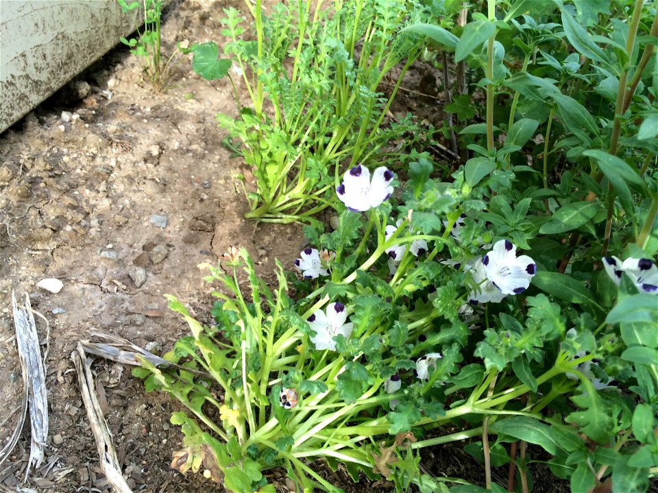 Nemophila maculata, Fivespot