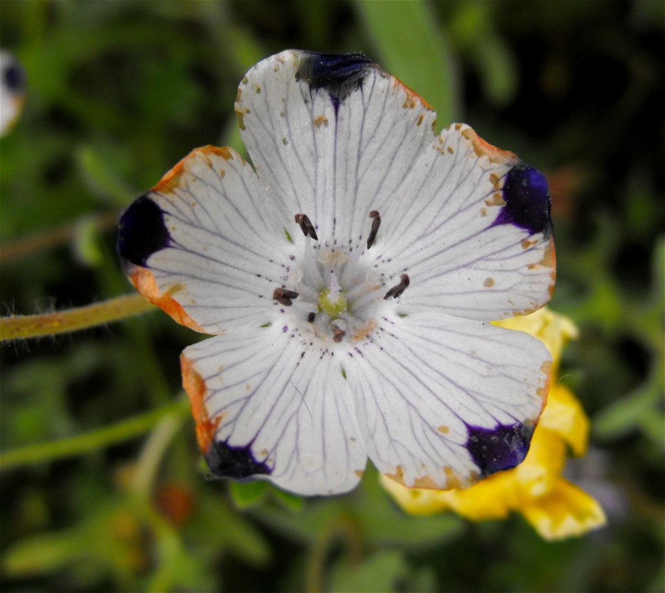 Nemophila maculata at Rancho Santa Ana Botanic Gardens in Claremont, California, USA. Identified by sign.