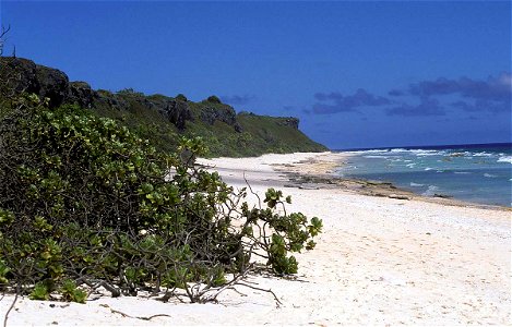 A view along the northern beach on Henderson Island showing Tournefortia argentea growing along the edge of the beach, Pitcairn Islands.
Original field notes: In the far eastern Pacific, tree heliotro