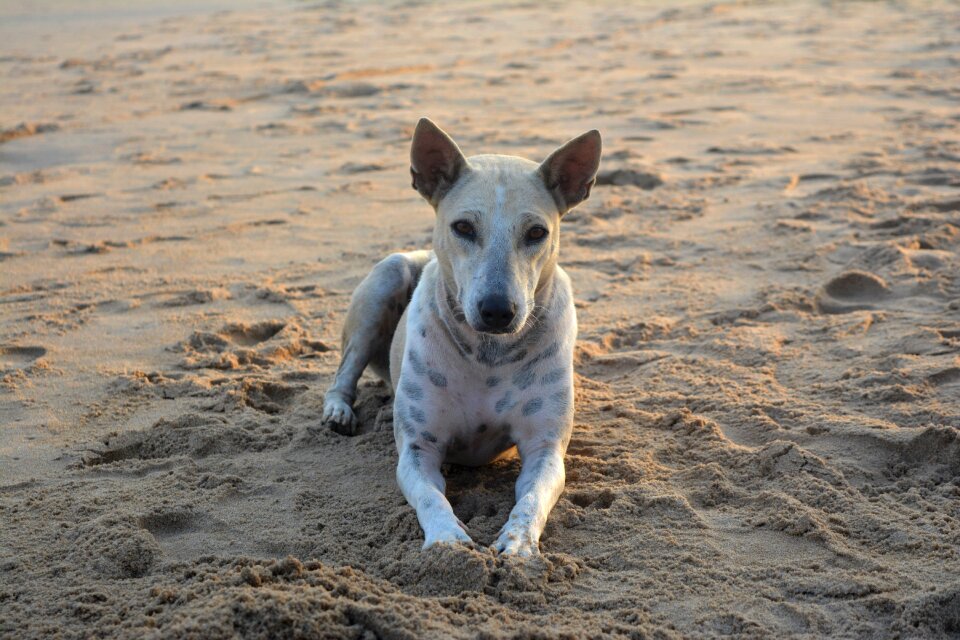 Animal summer puppy