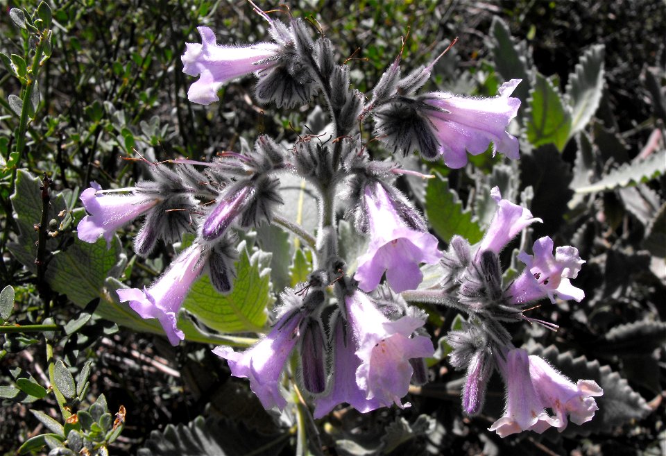 Eriodictyon crassifolium at Torrey Pines State Reserve, San Diego, California, USA.