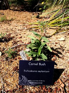 Camel Bush (Trichodesma zeylanicum) in Kings Park, Perth, Australia; native to Kimberley.