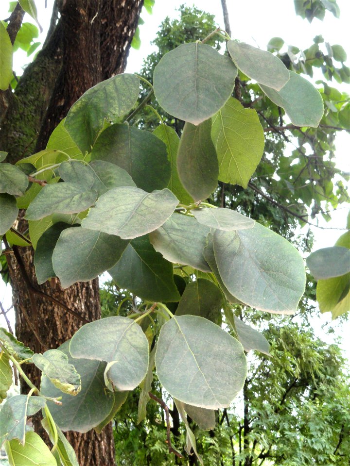 Plant specimen in the Kunming Botanical Garden, Kunming, Yunnan, China.