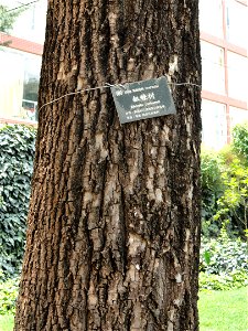 Plant specimen in the Kunming Botanical Garden, Kunming, Yunnan, China. photo