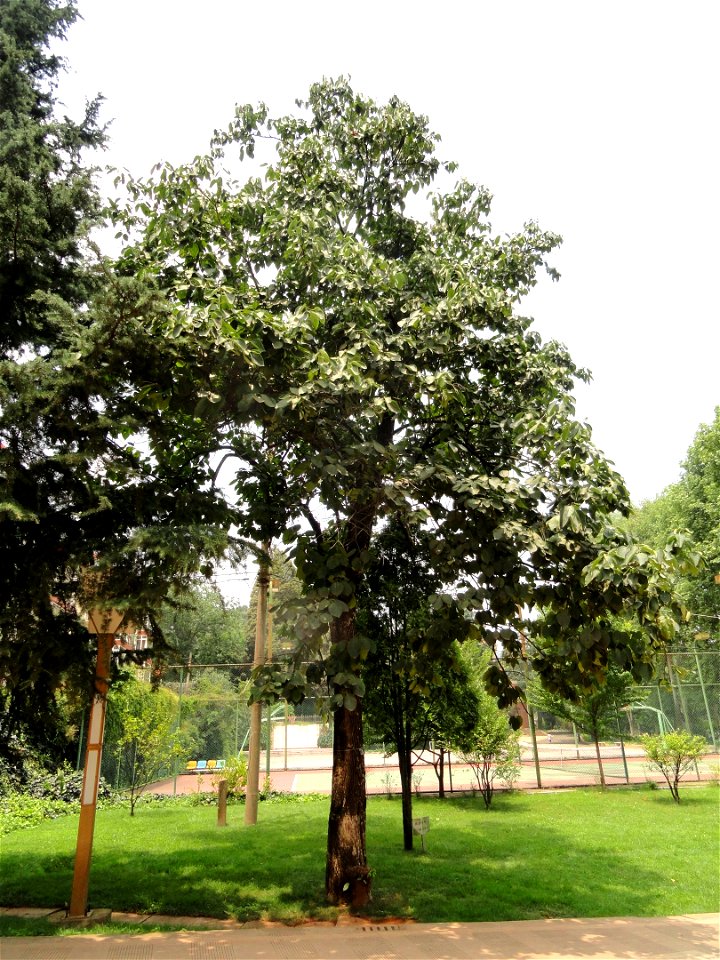 Plant specimen in the Kunming Botanical Garden, Kunming, Yunnan, China.
