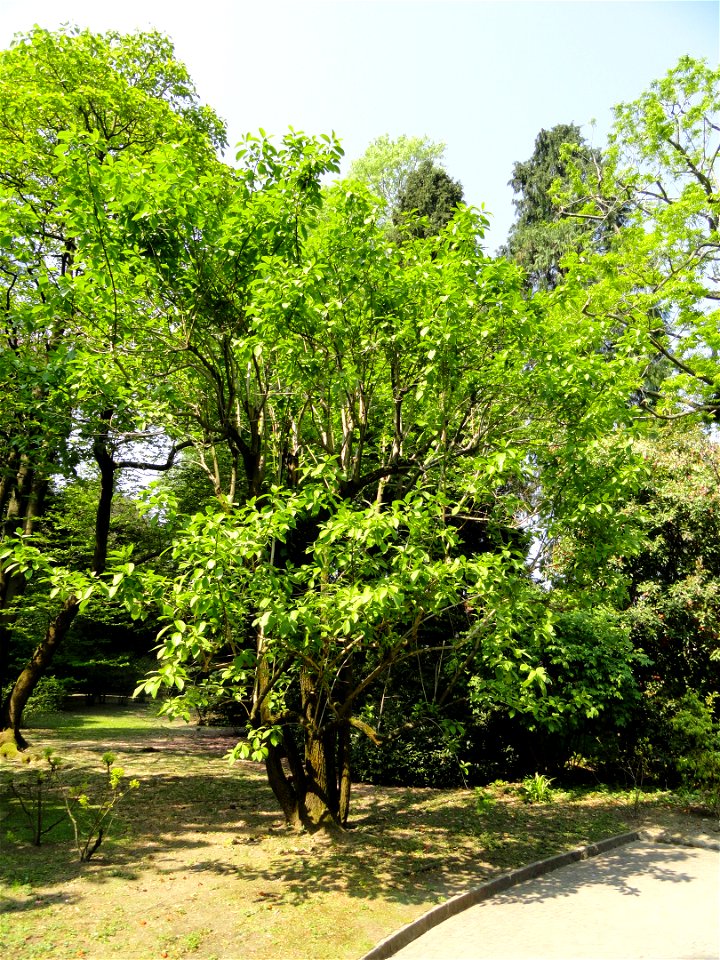 Ehretia dicksonii. Botanical specimen on the grounds of the Villa Taranto (Verbania), Lake Maggiore, Italy.