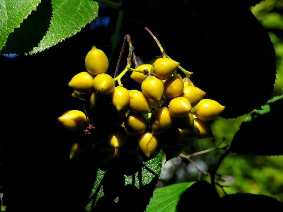 Frutos de Ehretia dicksonii (Ehretiaceae). Real Jardín Botánico de Madrid.