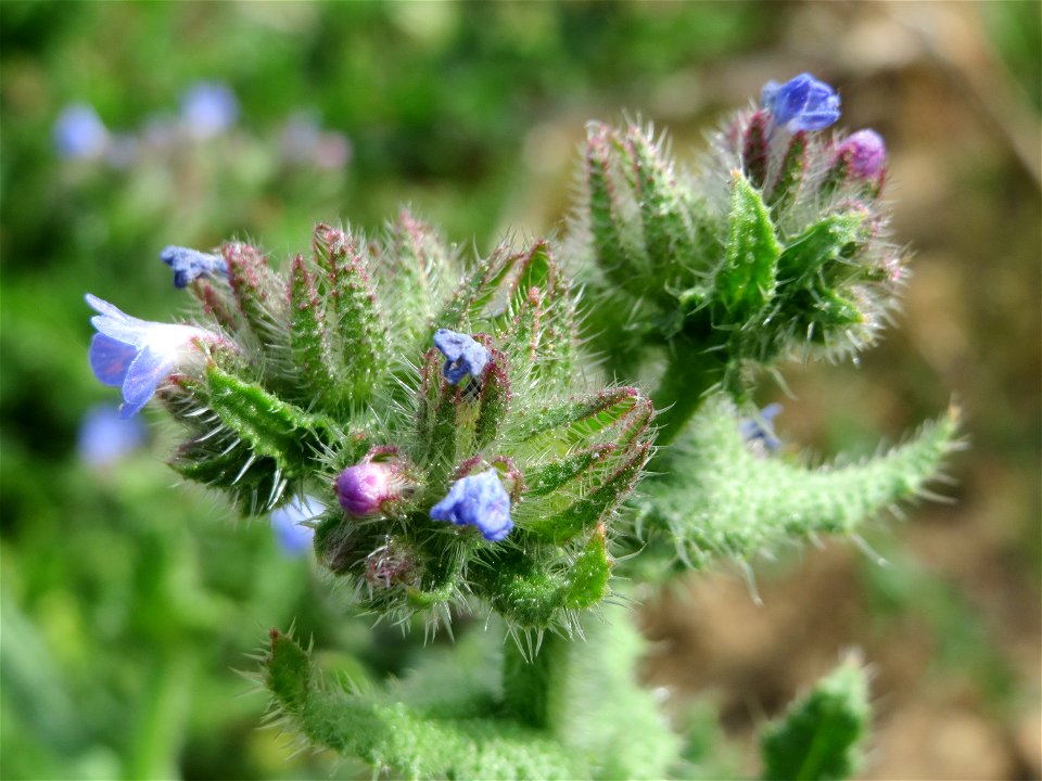 Acker-Ochsenzunge (Anchusa arvensis) in Hockenheim