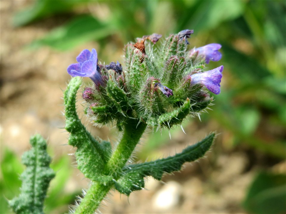 Acker-Ochsenzunge (Anchusa arvensis) in Hockenheim