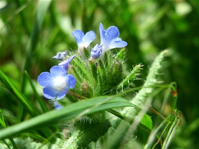 Acker-Ochsenzunge (Anchusa arvensis) im Landschaftsschutzgebiet Hockenheimer Rheinbogen