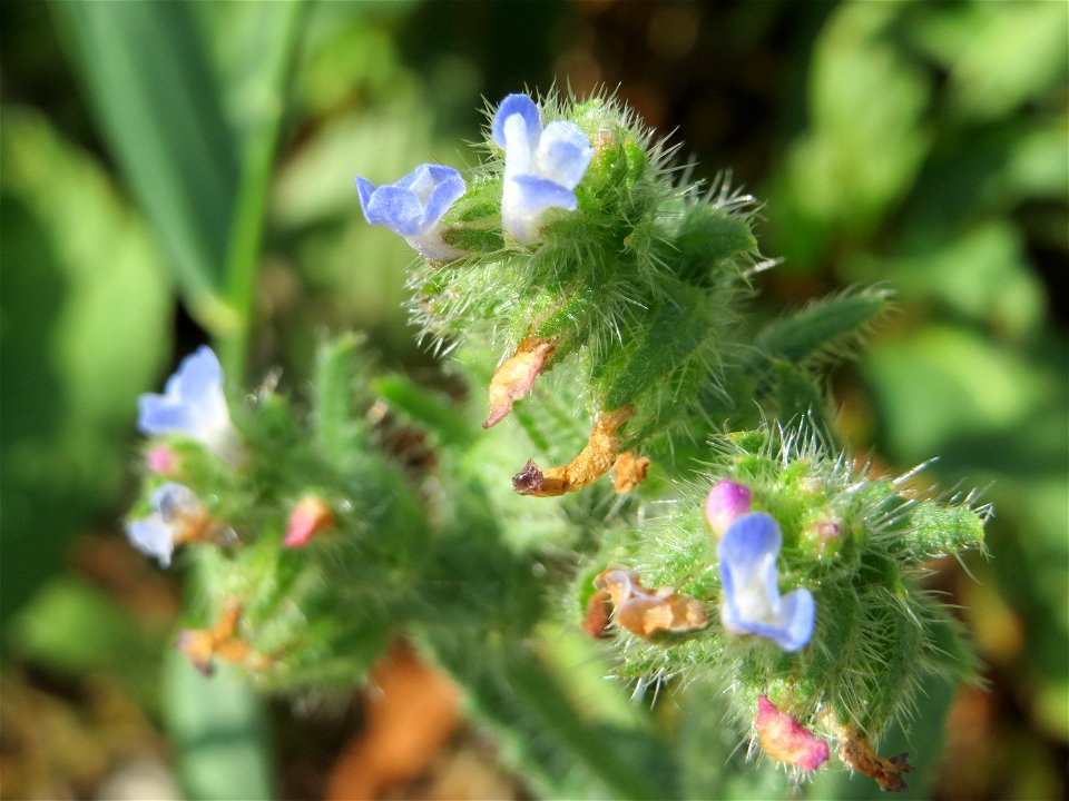 Acker-Ochsenzunge (Anchusa arvensis) bei Hockenheim