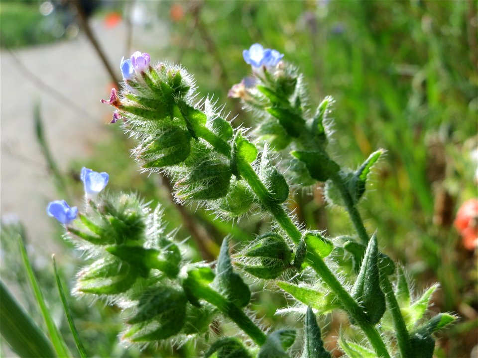 Acker-Ochsenzunge (Anchusa arvensis) bei Hockenheim