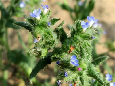 Acker-Ochsenzunge (Anchusa arvensis) bei Hockenheim