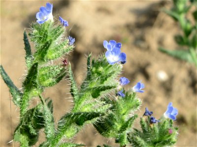 Acker-Ochsenzunge (Anchusa arvensis) bei Hockenheim