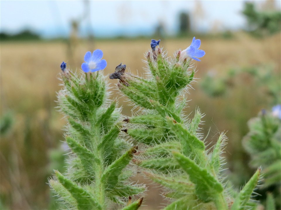 Acker-Ochsenzunge (Anchusa arvensis) bei Reilingen