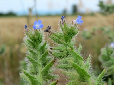 Acker-Ochsenzunge (Anchusa arvensis) bei Reilingen