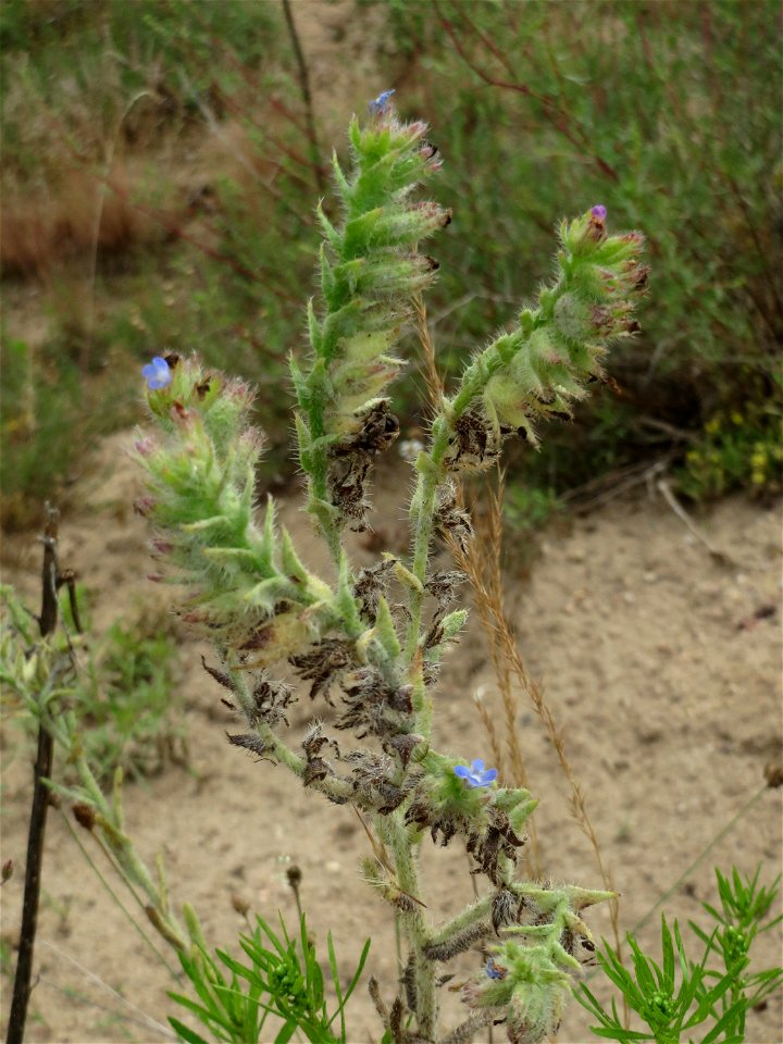 Acker-Ochsenzunge (Anchusa arvensis) im Naturschutzgebiet Gewann Frankreich-Wiesental
