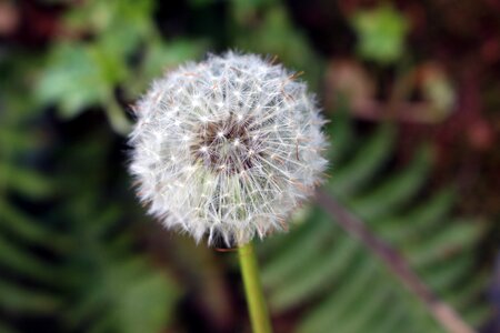 Flower close up growth