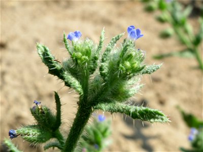 Acker-Ochsenzunge (Anchusa arvensis) bei Hockenheim