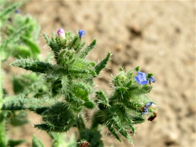 Acker-Ochsenzunge (Anchusa arvensis) bei Hockenheim