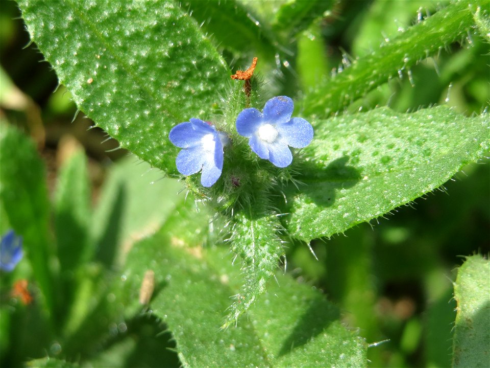 Acker-Ochsenzunge (Anchusa arvensis) in Hockenheim-Talhaus