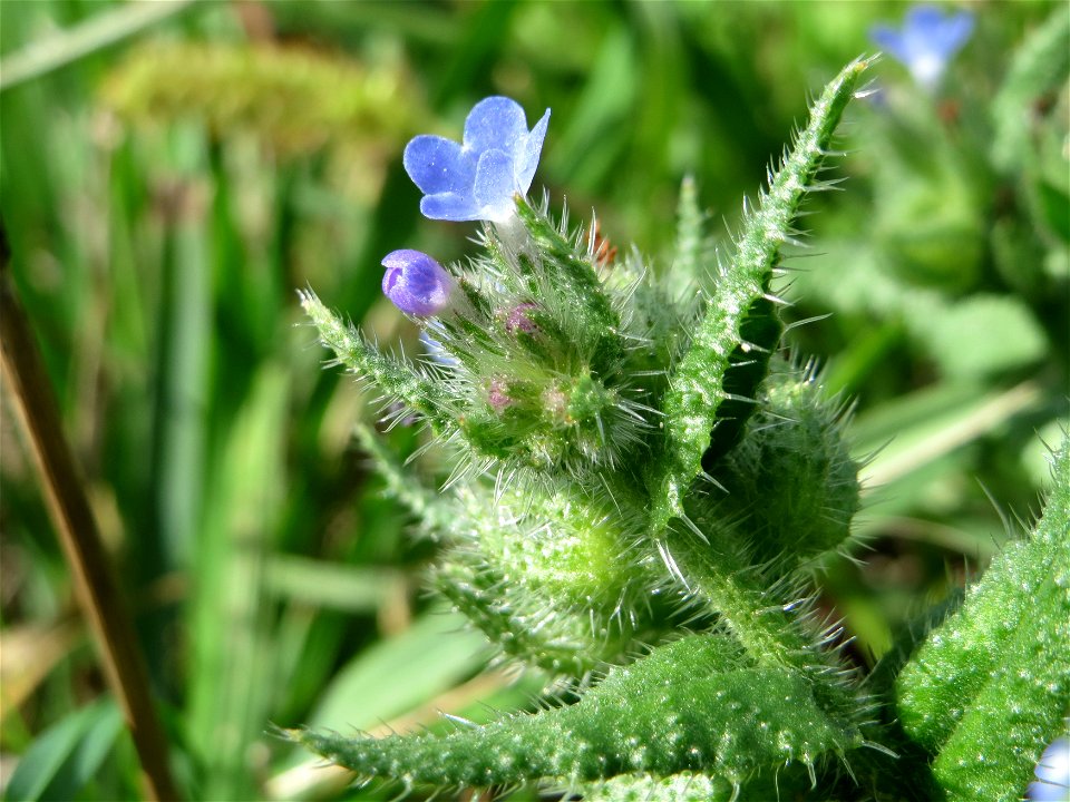 Acker-Ochsenzunge (Anchusa arvensis) in Hockenheim-Talhaus