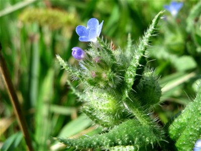 Acker-Ochsenzunge (Anchusa arvensis) in Hockenheim-Talhaus