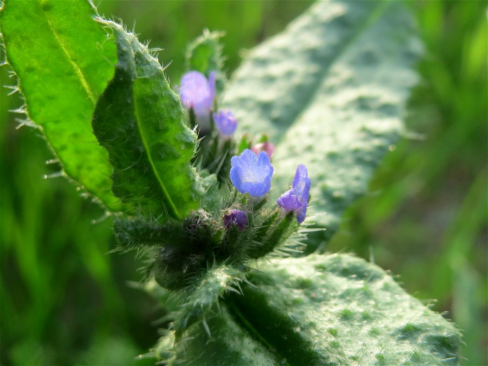 Acker-Ochsenzunge (Anchusa arvensis) in Hockenheim
