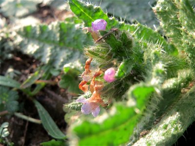 Acker-Ochsenzunge (Anchusa arvensis) bei Hockenheim