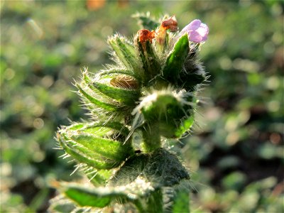 Acker-Ochsenzunge (Anchusa arvensis) bei Hockenheim