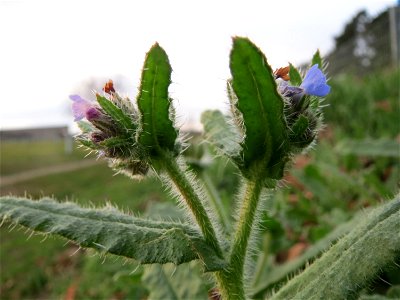 Acker-Ochsenzunge (Anchusa arvensis) in Hockenheim