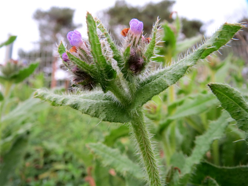 Acker-Ochsenzunge (Anchusa arvensis) in Hockenheim