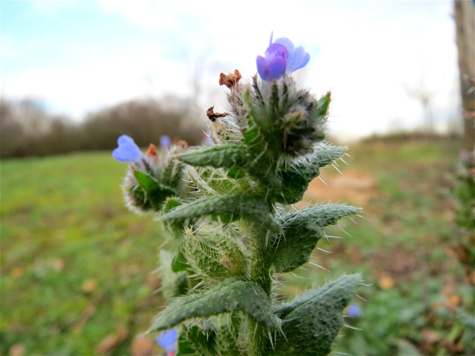 Acker-Ochsenzunge (Anchusa arvensis) in Hockenheim
