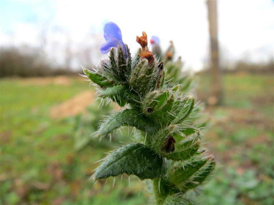 Acker-Ochsenzunge (Anchusa arvensis) in Hockenheim